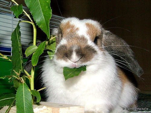 The Netherland Dwarf Rabbit