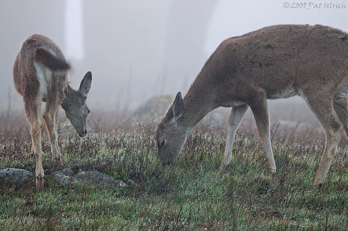 Grazing together
