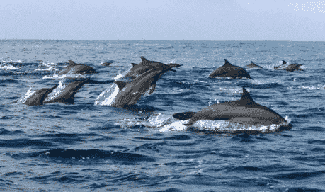 Descriptive Text : Pantai Kiluan Dalam Bahasa Inggris 