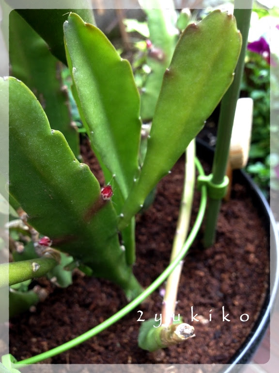 クジャクサボテンの蕾なのか葉の芽なのか 雪姉ちゃんは目のふちが気になる