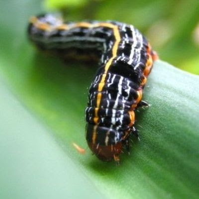 Plants Know When They’re Being Eaten and They Don’t Appreciate it