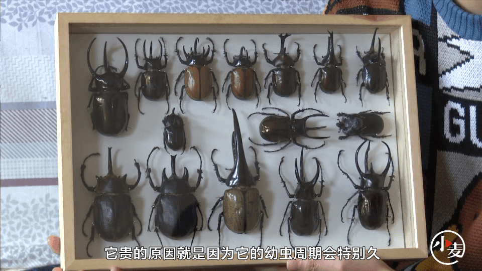 90后小伙沉迷养虫从幼虫到死亡制成标本最贵一只卖三千元 卢俊哲