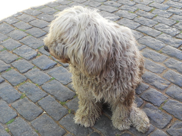 モップみたいな犬 写真共有サイト フォト蔵