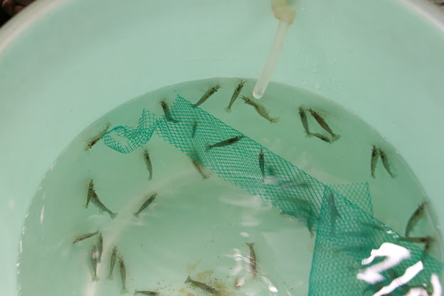 ミナミヌマエビ 水合わせ中 写真共有サイト フォト蔵