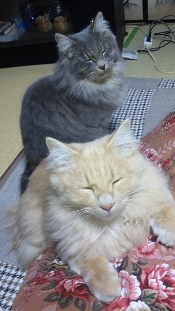おまいらを癒してやろう 田舎のぬこ 写真共有サイト フォト蔵