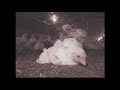 Video Pamela Anderson KFC Expos