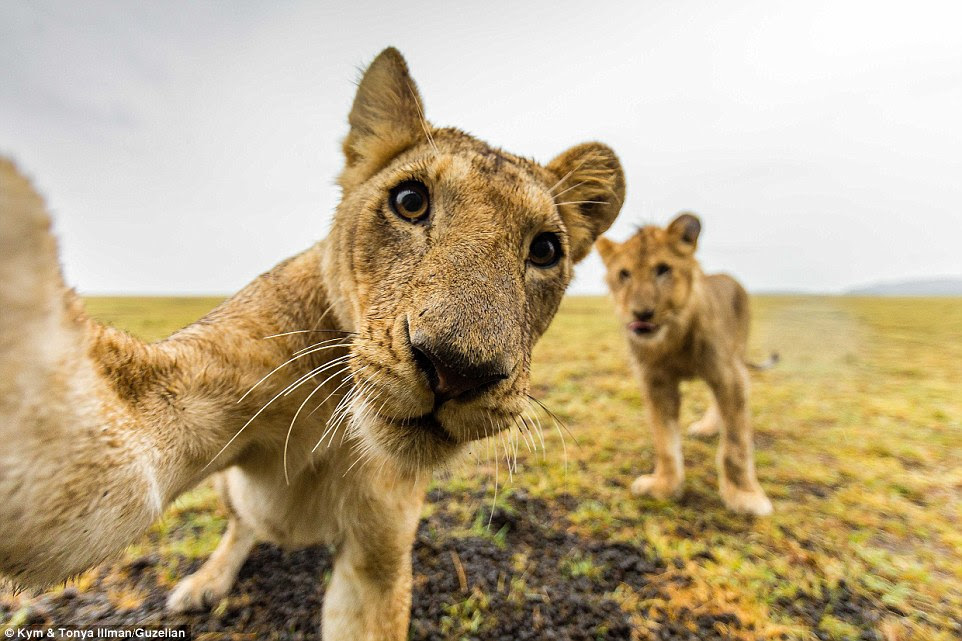 The 'lion selfie' is one of the Illman's proudest shots, from their mesmerising set of African wildlife photographs
