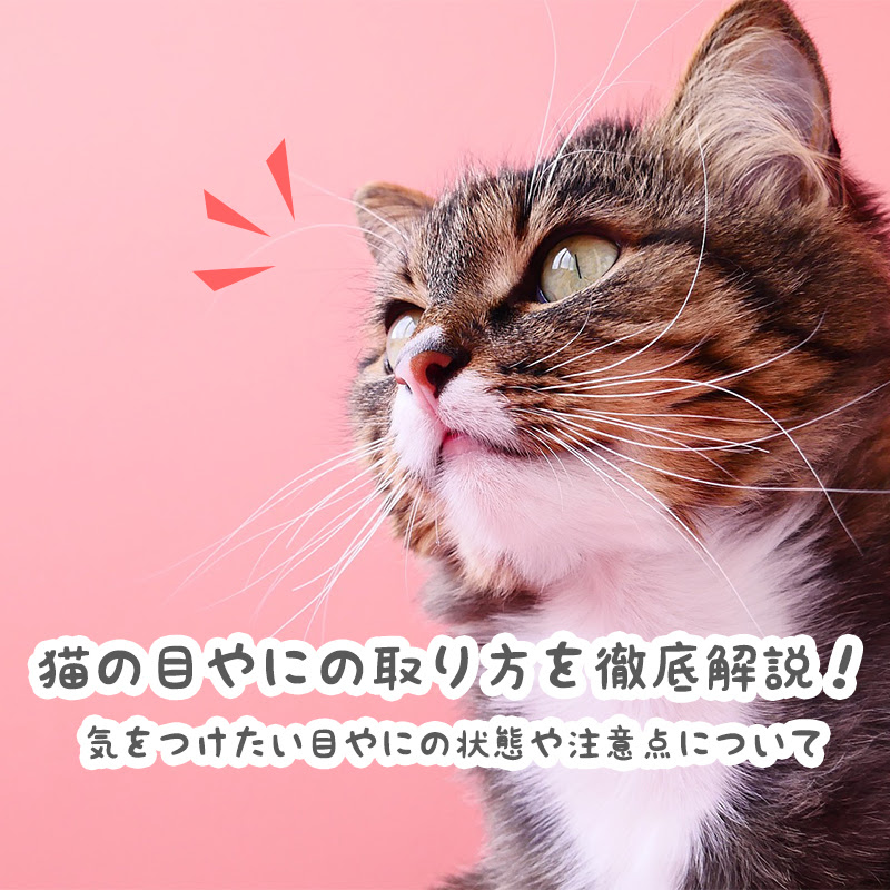 猫の目やにの取り方を徹底解説 気をつけたい目やにの状態や注意点について