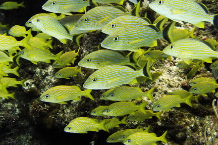 Terrestrial Food Web. weather and food chain,