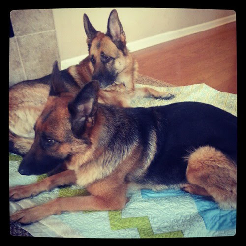 Suzie and Gus tested and approved. The # quilting is done! Now time for binding