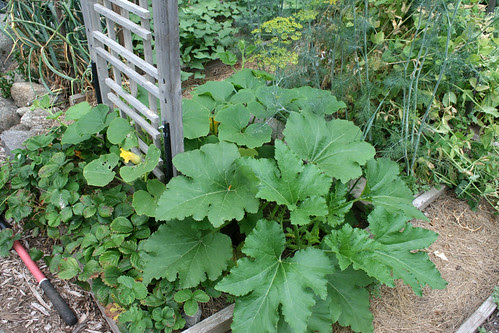 squashes 006