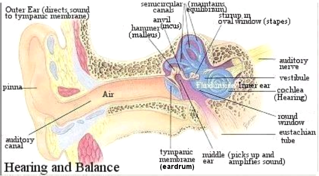 ent anatomy
