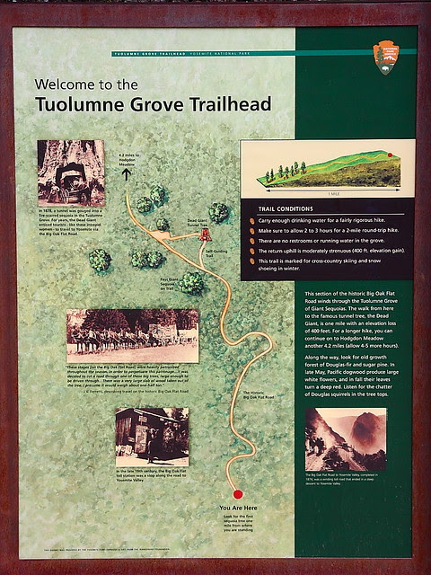 IMG_3515 Tuolumne Grove