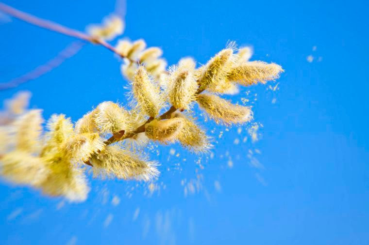 01-allergens-Don't Let Your Home Make Your Fall Allergies Worse_401177983-Juergen-Faelchle
