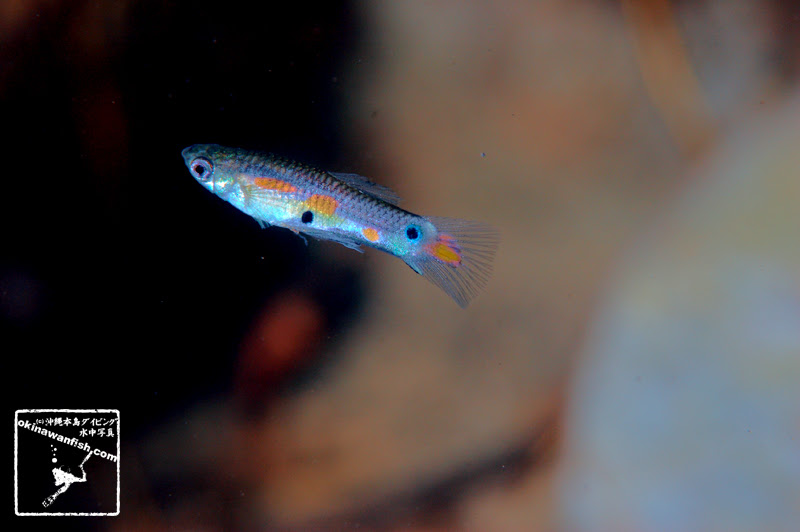 グッピー 沖縄本島のダイビングで撮影した水中写真サイト Okinawanfish