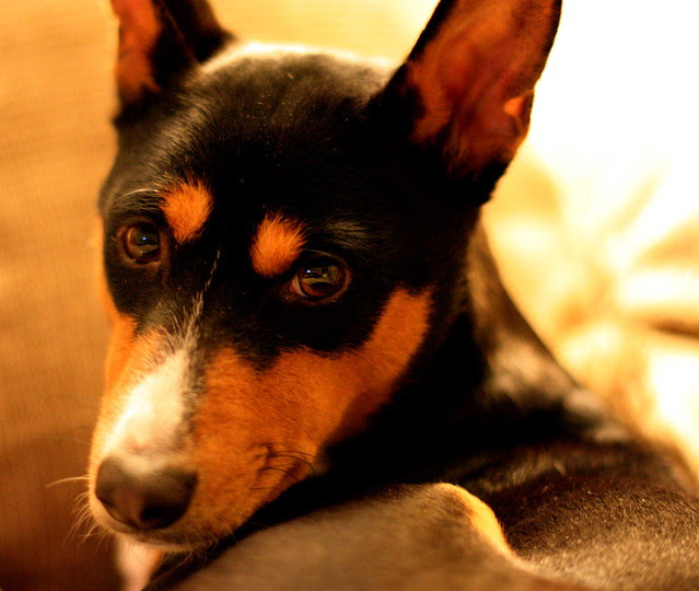 Claritin For Dogs Is It Safe in USA