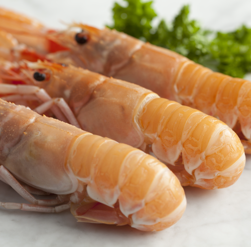 Fresh langoustine Fresh Scottish Fish and Seafood, Shellfish From