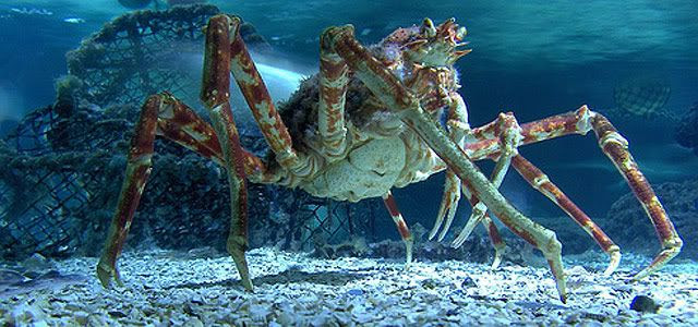 Kepiting Terbesar Di Dunia
