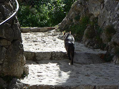 promenade de chat.jpg