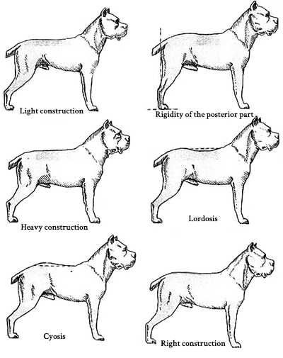 Cane Corso Breed Info Siciliano Cane Corso
