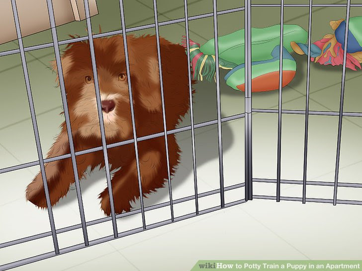 Potty Train a Puppy in an Apartment Step 6 Version 3.jpg