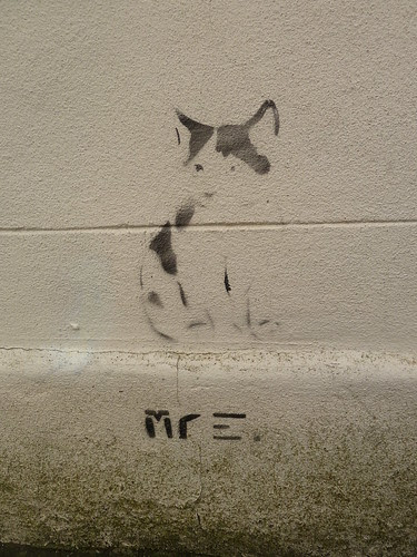 cat