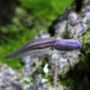 電撃アフリカウシガエルオタマジャクシ チャーム両生類 爬虫類ブログ