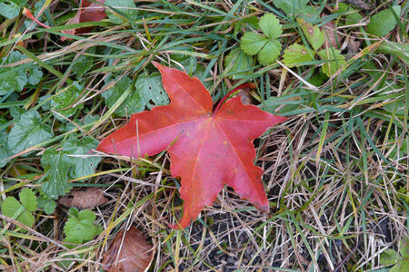 feuille_rouge