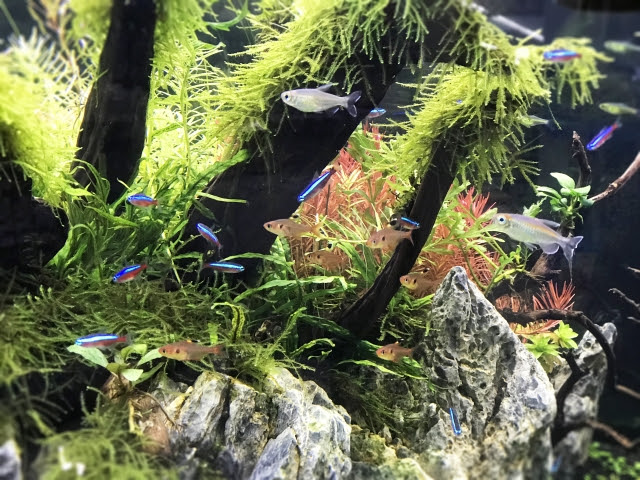 今年こそアクアリウムデビュー 立川市内の3つの熱帯魚屋さんでお気に入りの子を見つけよう 立川大好き たちかわぽっぷ