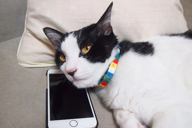 猫だってスマホをいじりたい 猫が遊ぶためのアプリ9選