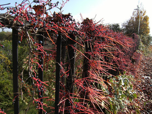 berries of ampelopsis