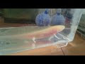 ウーパールーパー ゴールデン ラメ 284302-ウーパールーパー ゴールデン ラメ