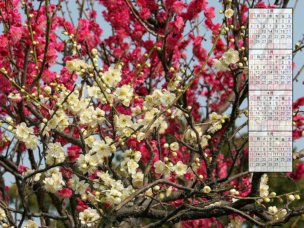 壁紙 梅の花と梅林 07年無料壁紙カレンダー 兵庫と神戸の写真ブログ