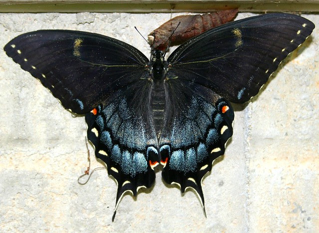 Eastern Black Tiger Swallowtail Butterfly - resting on ...