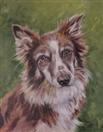 Rose, the Border Collie