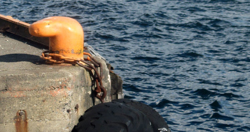 The face in the waves, observes the orange seal.
