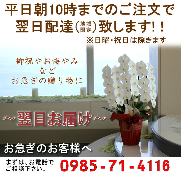 福岡県へ翌日配達の胡蝶蘭 胡蝶蘭の愛華園芸