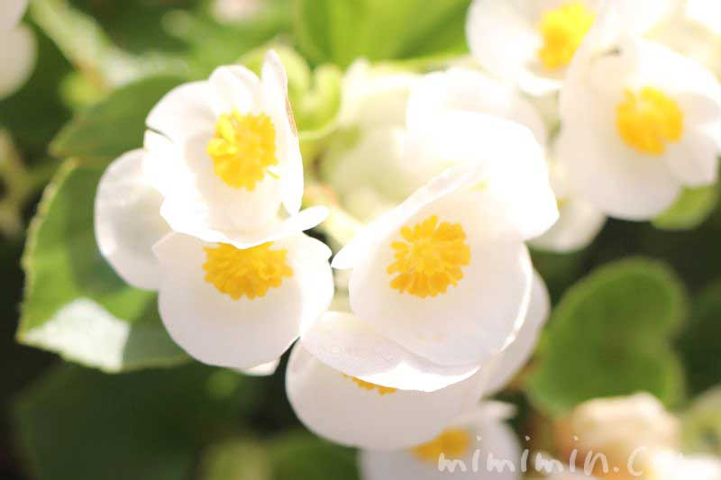 ベゴニアの花言葉 白いベゴニアの写真 みみみんブログ