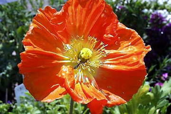 ３月２日 アイスランド ポピー Iceland Poppy ３６６日への旅 誕生花編 今日の誕生花