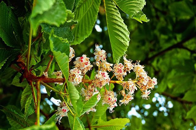 Barcelona Trees: Horse Chestnut or Conker Flowers  [enlarge]