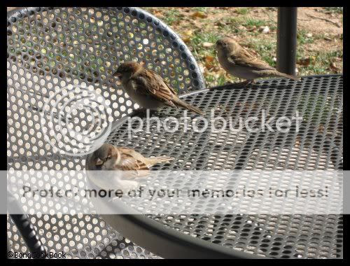 Photo Sharing and Video Hosting at Photobucket