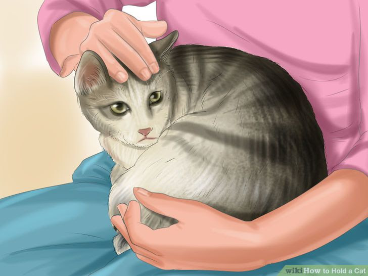 Hold a Cat Step 8.jpg