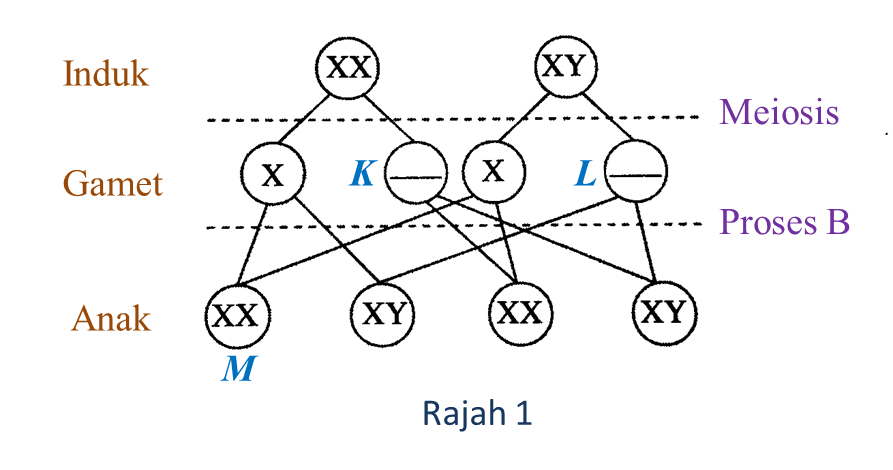 3.8.3 Penentuan Seks dan Kejadian Kembar Dalam Manusia 