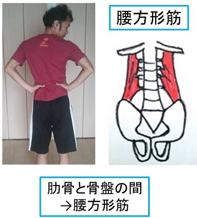 腰方形筋 をゆるめよう 内臓疲労からの腰痛を改善する 弓術スポーツ