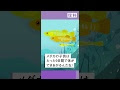 √ダウンロード 自主 学習 5年生 理科 メダカ 157124