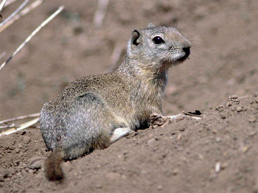 Signs and Characteristics  Ground Squirrel BMPs  Ground Squirrel BMPs