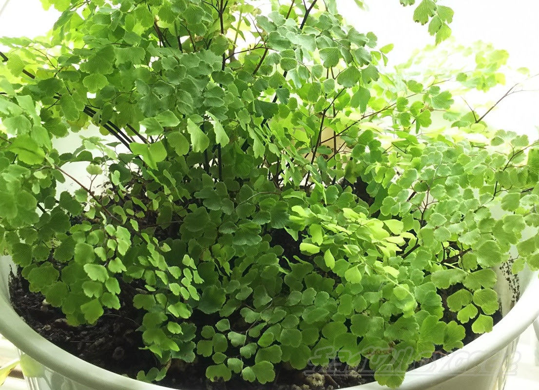 アジアンタムの管理 育て方や増やし方 失敗しないコツをご紹介 Oyageeの植物観察日記