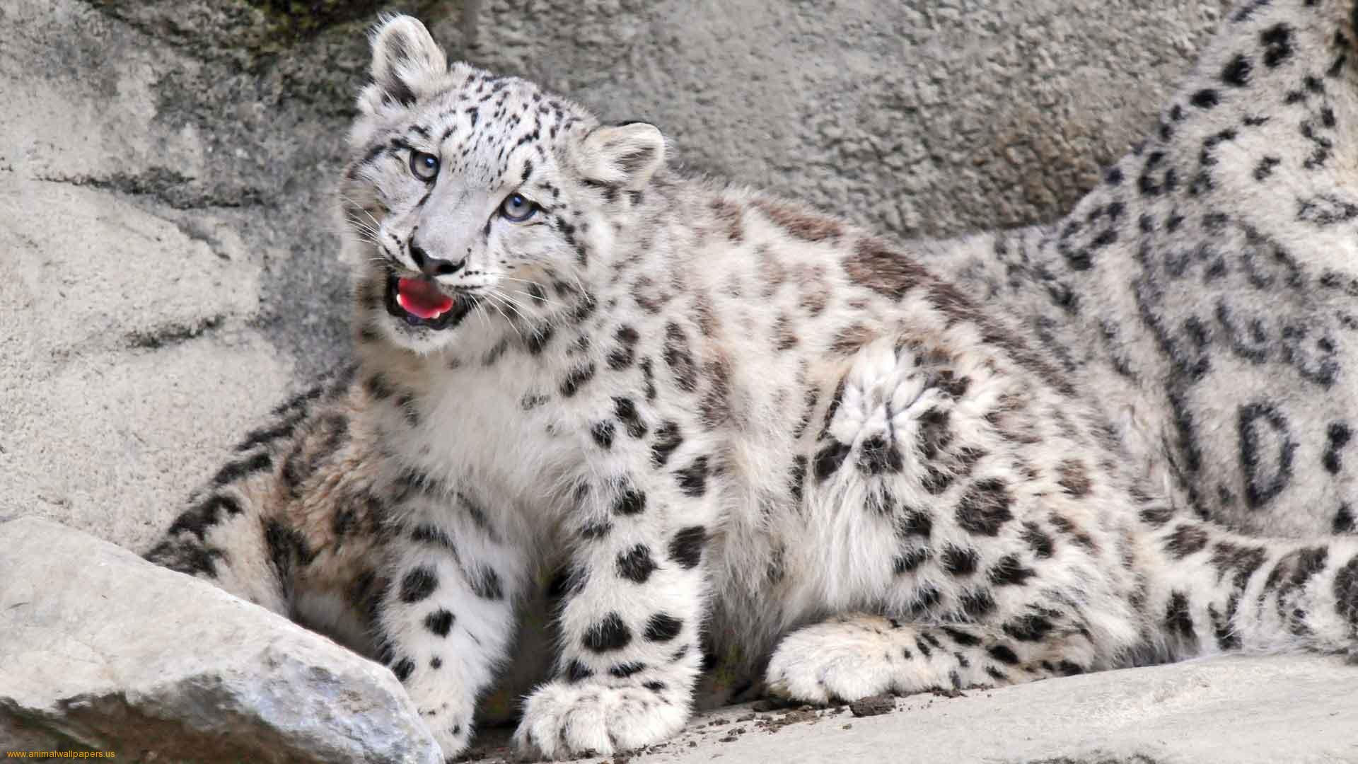 Project Snow Leopard In India Clip Art Library