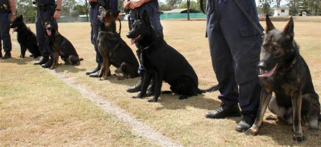 Induction of five Police Dogs - QPS News