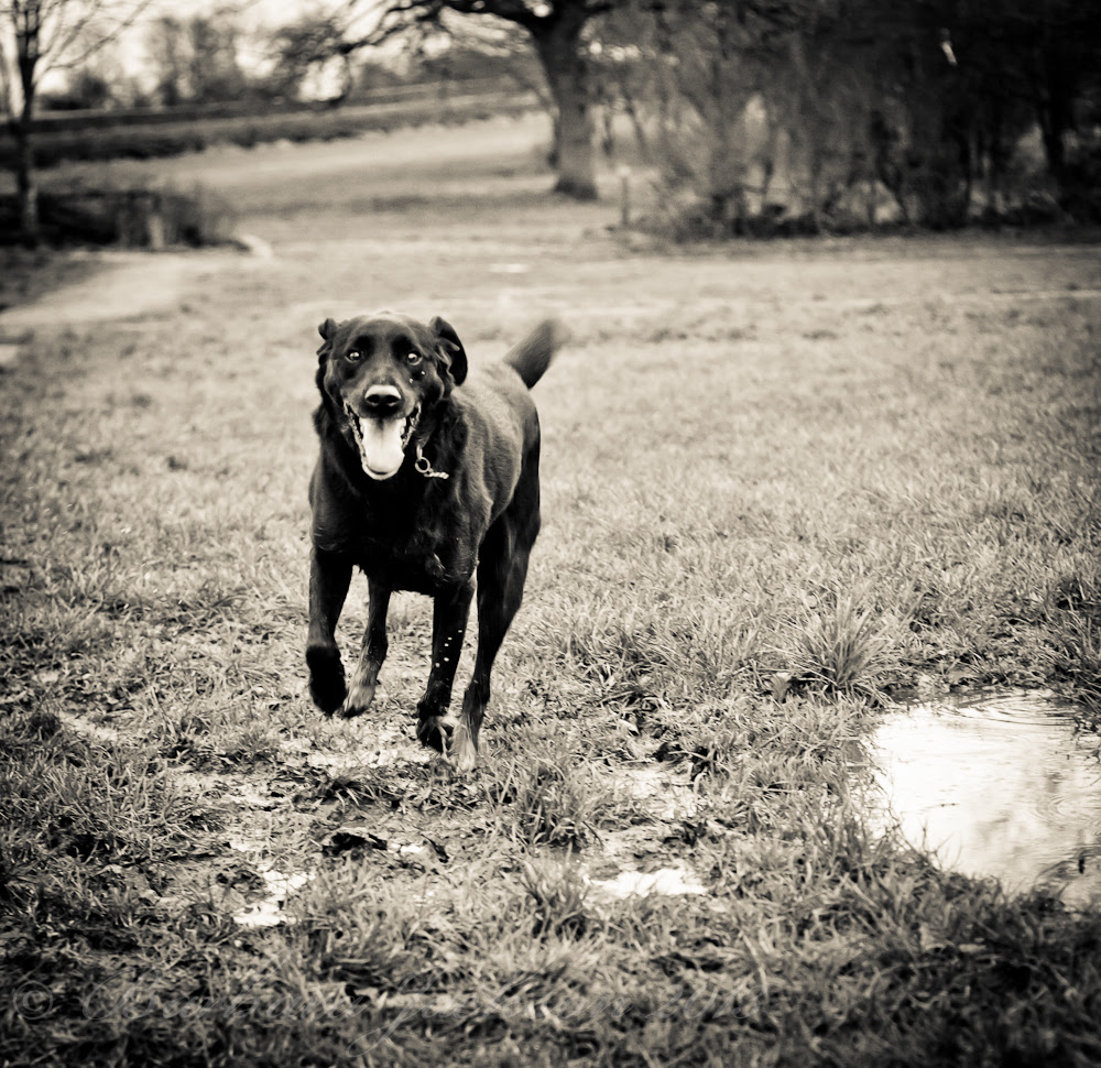 Dudley 2